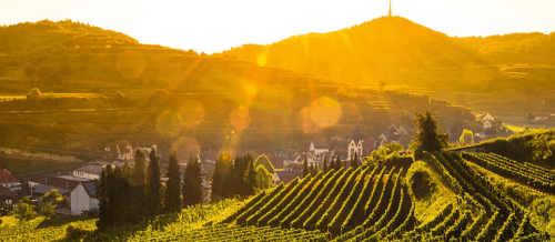 Weinvogtei Bickensohl Weinvogtei Bickensohl