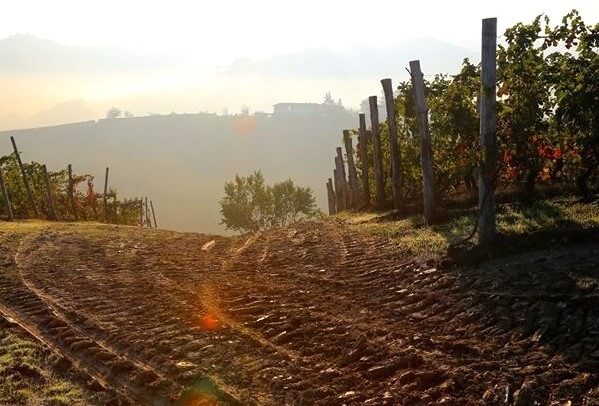Cantine Bove Cantine Bove