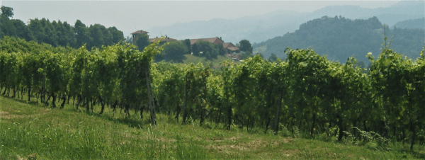 Cantina Bulgarini Cantina Bulgarini