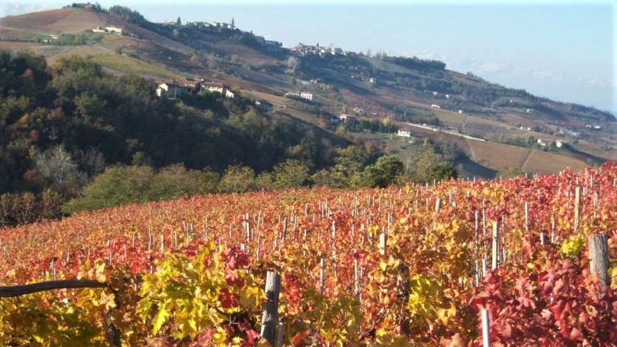 Conte di Campiano Conte di Campiano