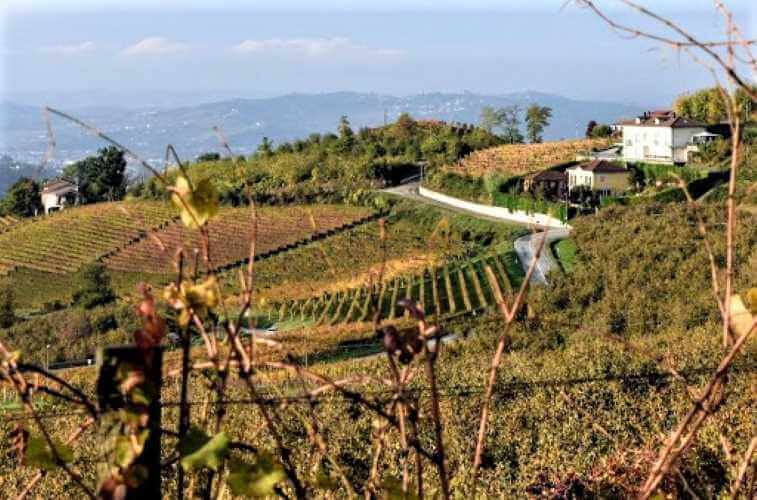 MGM - Mondo del Vino MGM - Mondo del Vino