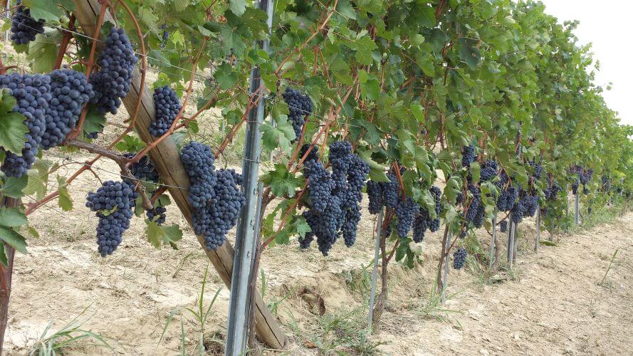 Brunello di Montalcino Brunello di Montalcino