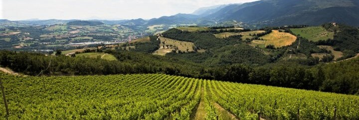 Mario Giribaldi Mario Giribaldi