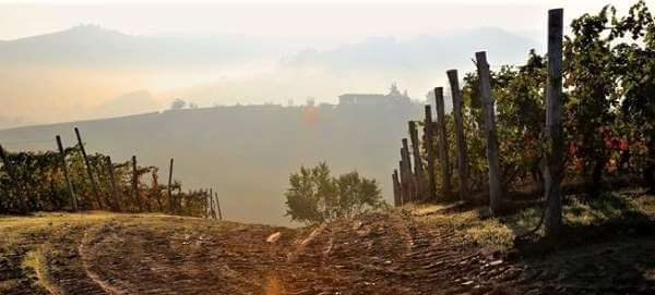 Cantine Carlo Botter