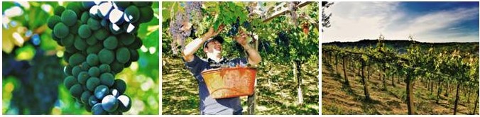 Dreifachbild_Teatina